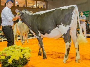 Abt.2 2.Rang von Blemrind Muschacho JASKA von WTS Genetics